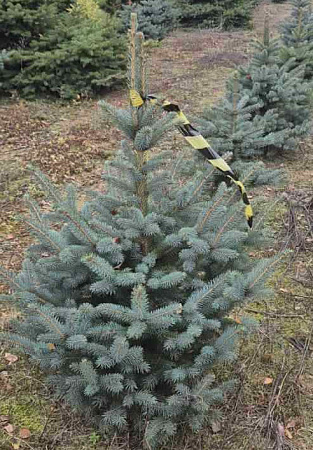 Ель колючая голубая 100-120 cм копаная в горшке