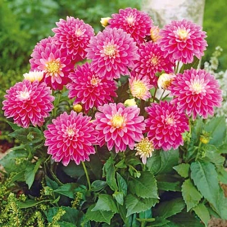 Георгина Gallery Rembrandt (1 шт. в уп.)