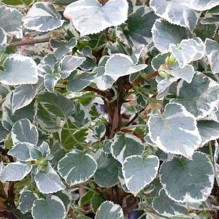 Гортензия плетистая "Таке а Сhance" Экстра