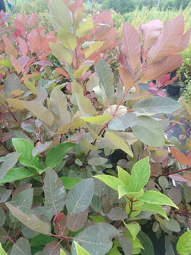 Скумпия Grace кожевенная 40-60 см Скумпия Grace кожевенная 40-60 см