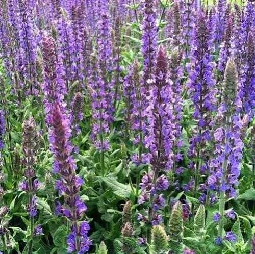 Шалфей дубравный Blaukonigin Шалфей дубравный Blaukonigin