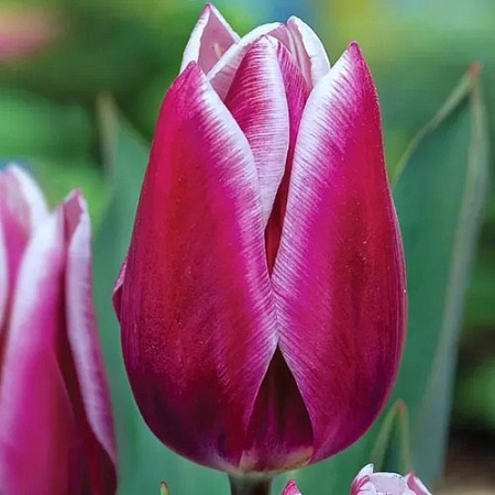 Тюльпан Synaeda Blue (5 шт. в уп.)