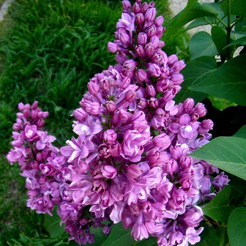 Сирень обыкновенная Мишель Бюхнер 80-90 см Сирень обыкновенная Мишель Бюхнер 80-90 см