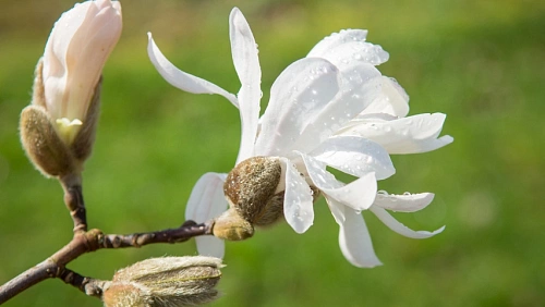 Магнолия Стелата Магнолия Стелата