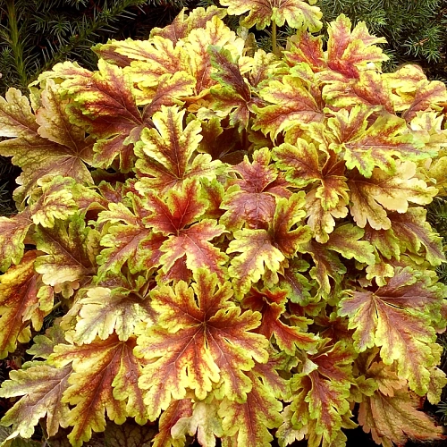 Гейхера Gold Zebra Гейхера Gold Zebra