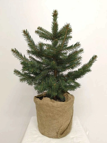 Ель Пунгенс 40-60 см Ель Пунгенс 40-60 см