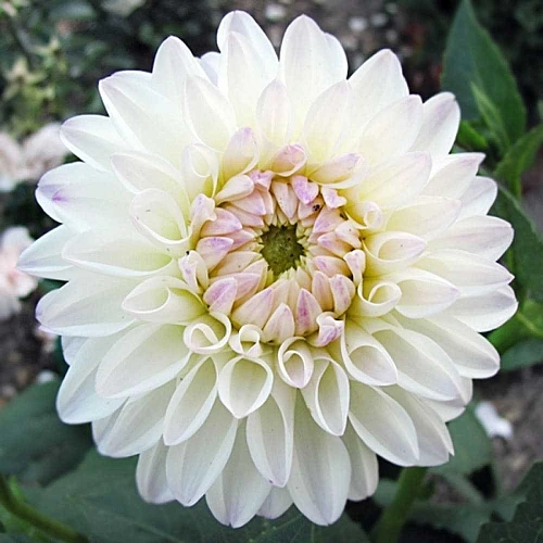 Георгина Wittem (1 шт. в уп.) Георгина Wittem (1 шт. в уп.)