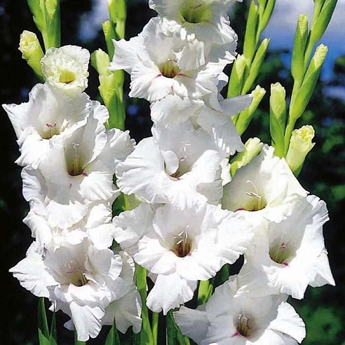 Гладиолус White Friendship (7 шт. в уп.) Гладиолус White Friendship (7 шт. в уп.)