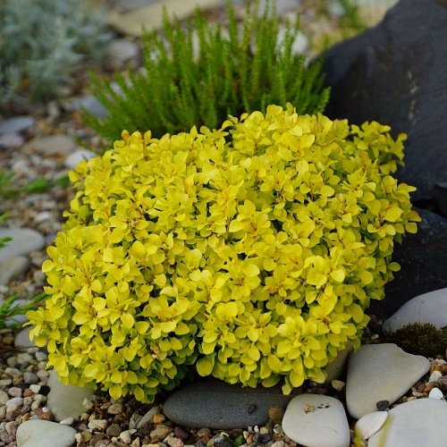 Барбарис Тунберга Special Gold 15-20 см Барбарис Тунберга Special Gold 15-20 см