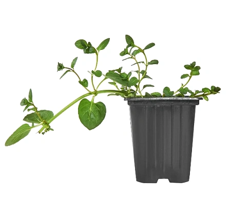 Рассада мяты Рассада мяты