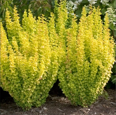 Барбарис Golden Torch d'Or тунберга 30 см