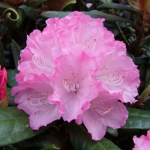 Рододендрон Wladyslaw 15-25 см Рододендрон Wladyslaw 15-25 см