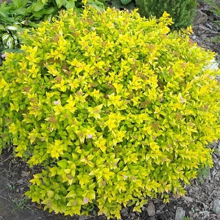 Спирея Goldmound 30-40 см Спирея Goldmound 30-40 см