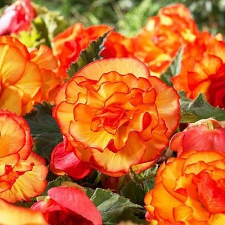 Бегония Marmorata Yellow-Red