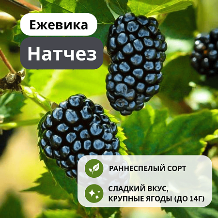 Ежевика Натчез бесшипная С3 Ежевика Натчез бесшипная С3