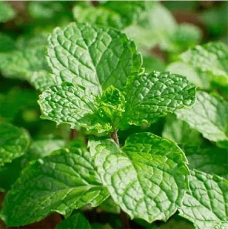 Мята Швейцарский лимон С2