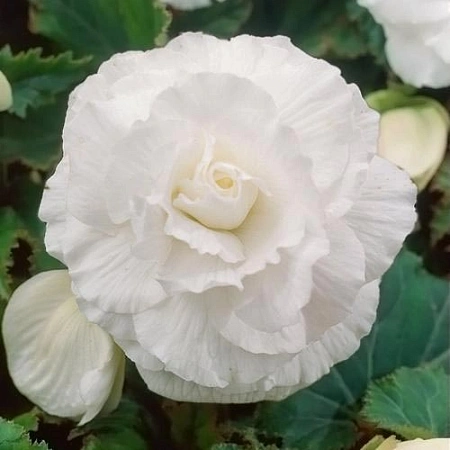 Бегония Fimbriata White (уп. 2 шт)