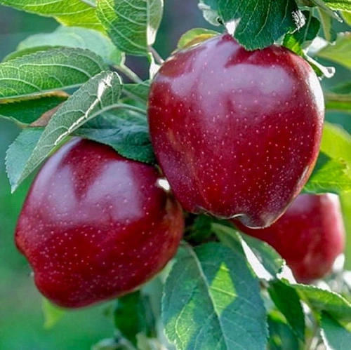 Яблоня Ред чиф сладкий Яблоня Ред чиф сладкий