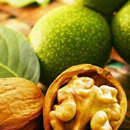 Орех грецкий Идеал С4 Орех грецкий Идеал С4