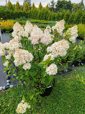 Гортензия Полярный медведь (Polar Bear) крупномер C20