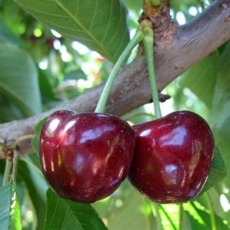 Черешня Сюбаровская Черешня Сюбаровская