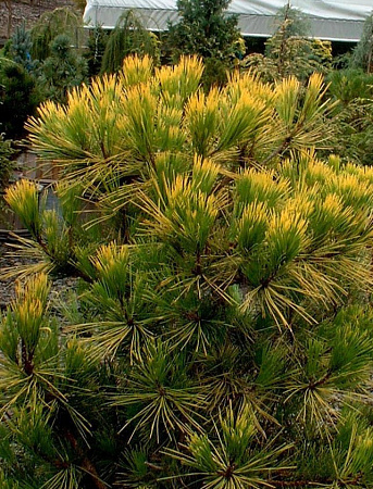 Сосна Тунберга Огон (Pinus Thunbergii Ogon) 40-60 см