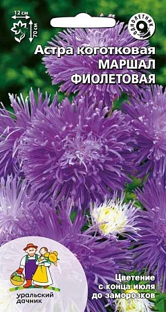 Астра Маршал фиолетовая коготковая (УД)