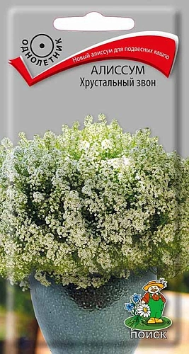 Алиссум Хрустальный звон, 20 шт (Поиск) Алиссум Хрустальный звон, 20 шт (Поиск)