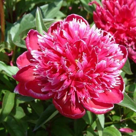 Пион Bouquet Perfect (уп. 1 шт)