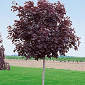 Клен остролистный Royal Red на штамбе 180 cм Клен остролистный Royal Red на штамбе 180 cм