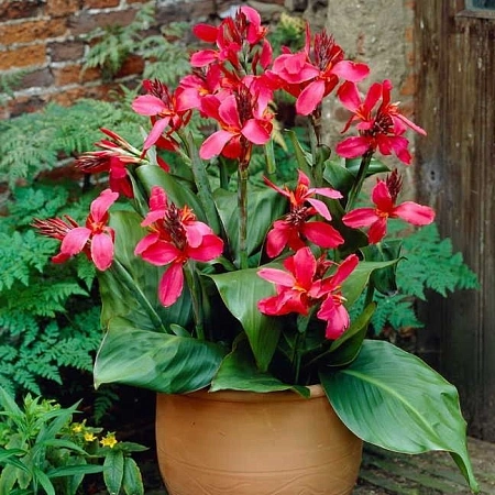 Канна Dwarf Perkeo