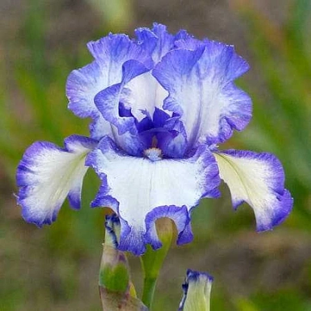 Ирис Germanica Blue Staccato (уп. 1 шт)