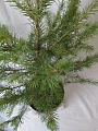 Ель сербская 40-60 см Ель сербская 40-60 см