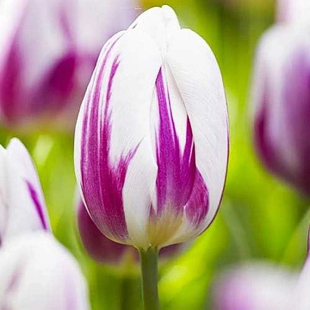 Тюльпан Flaming Flag (5 шт. в уп.)