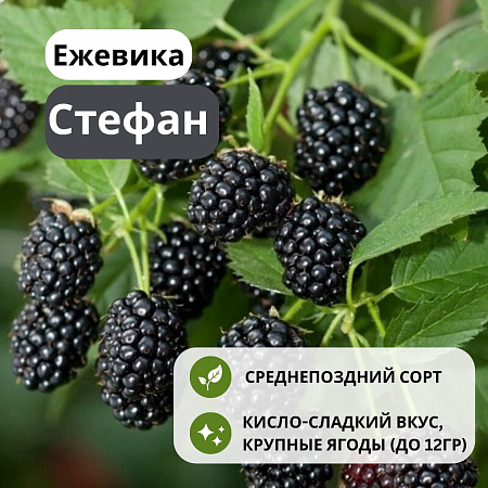 Ежевика Стефан (Stefan) бесшипная С3