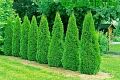 Туя Смарагд (Smaragd) западная 80-100 см Туя Смарагд (Smaragd) западная 80-100 см