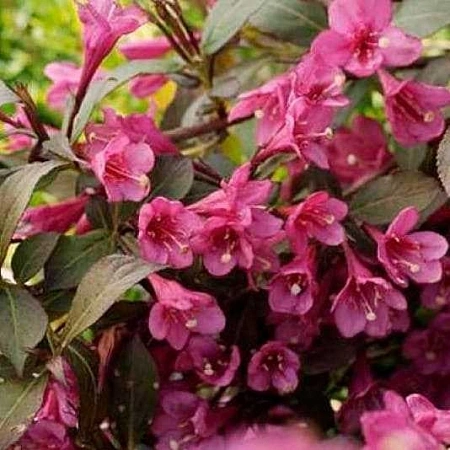 Вейгела Рубидол (Rubidol) цветущая