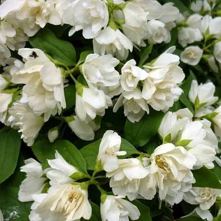 Чубушник Limestone 40-60 см
