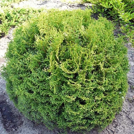 Туя Тини Тим западная 20-30 см