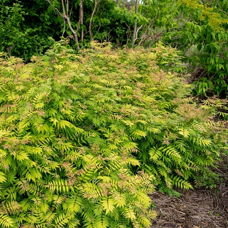 Рябинник Sem рябинолистный 60-80 см