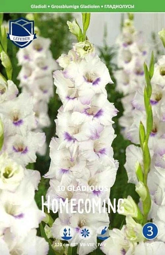 Гладиолус Homecoming, 10 шт (Lefeber) Гладиолус Homecoming, 10 шт (Lefeber)