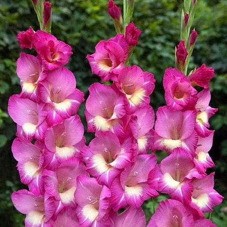 Гладиолус Anouk (уп. 7 шт) Гладиолус Anouk (уп. 7 шт)