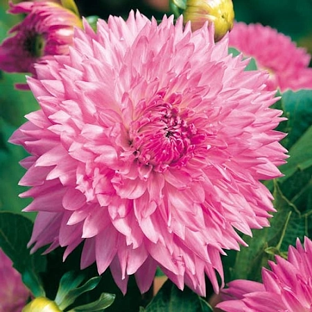 Георгина Sakura Fuduki