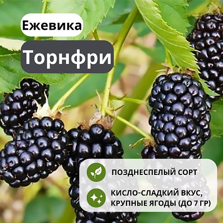Ежевика Торнфри бесшипная С3