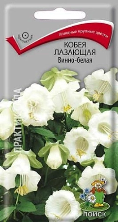 Кобея лазающая Винно-белая 5 шт