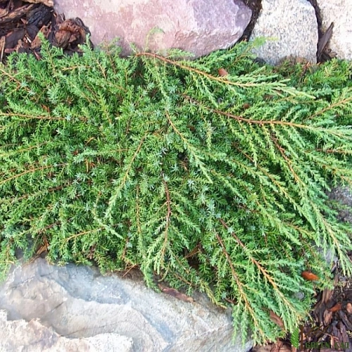 Можжевельник Грин Карпет обыкновенный 30-40 см Можжевельник Грин Карпет обыкновенный 30-40 см