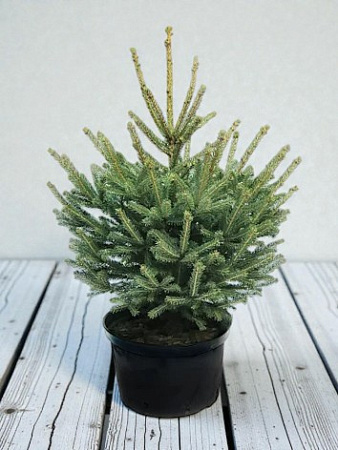 Ель колючая голубая 60-80 cм копаная в горшке