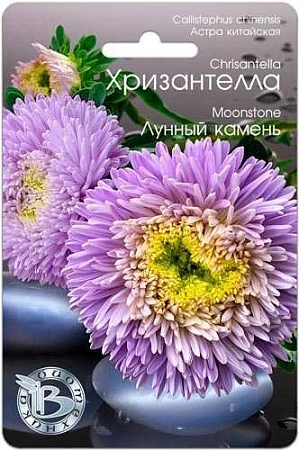 Астра Хризантелла Лунный камень, 30 шт (Биотехника)
