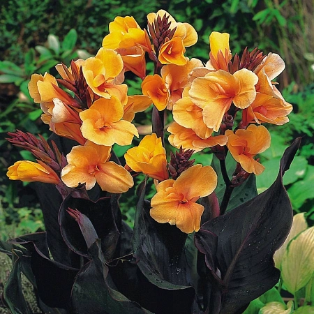 Канна Louis Cotton (уп. 1 шт) Канна Louis Cotton (уп. 1 шт)