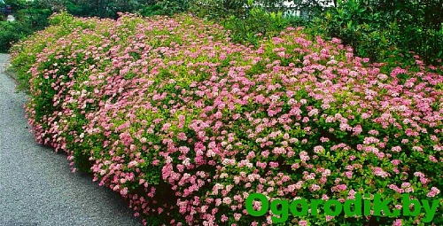 Спирея японская Little Princess 30-40 см Спирея японская Little Princess 30-40 см